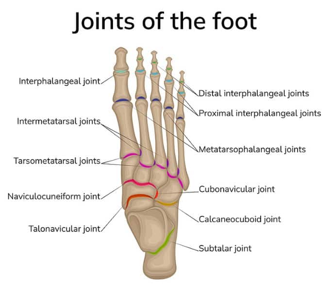 Illustration of the Joints of the Foot