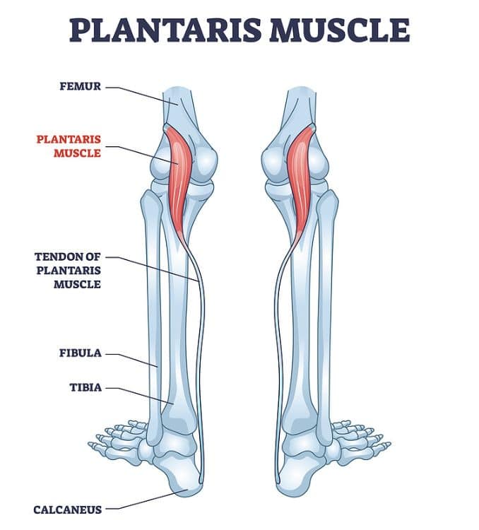 plantaris-muscle-diagram