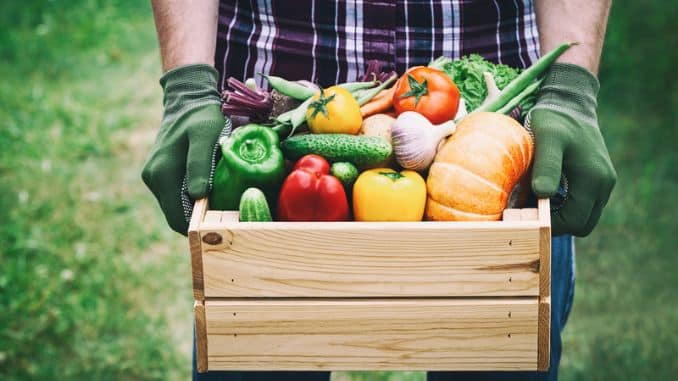 Farmer vegetables - eating organic foods