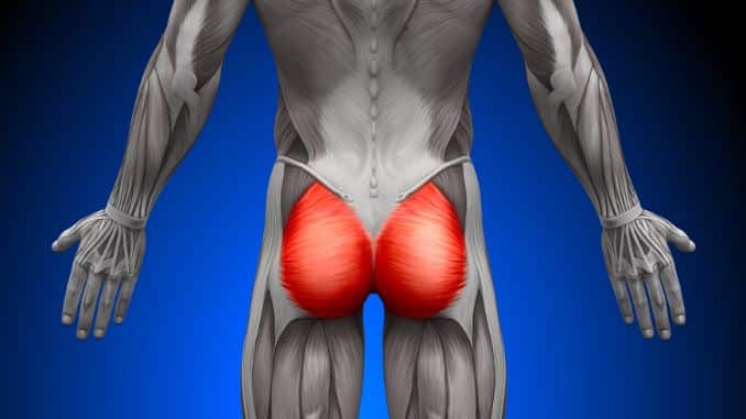 gluteal muscle