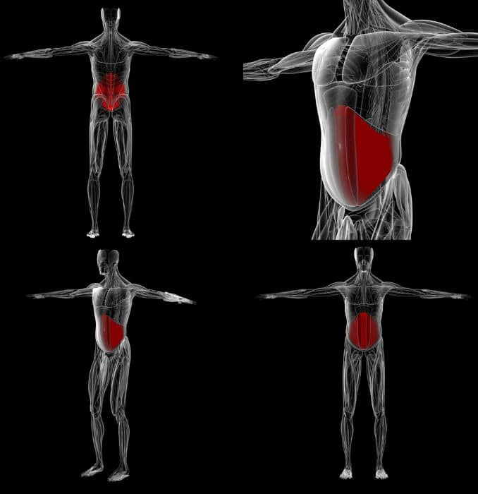 abdominal-muscle-anatomy
